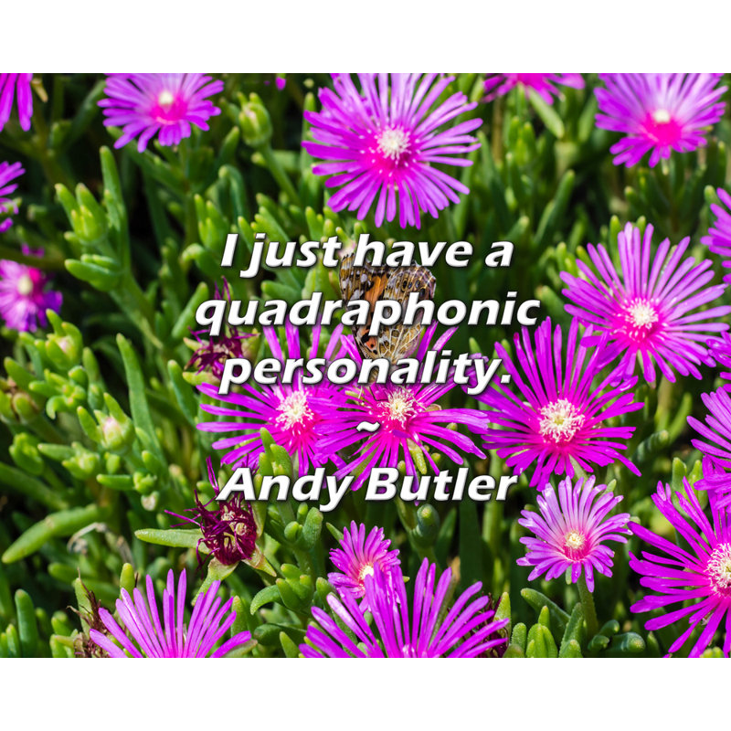 Andy Butler Citation: J'ai juste une personnalité quadraphonique., H 20 po x l 24 po