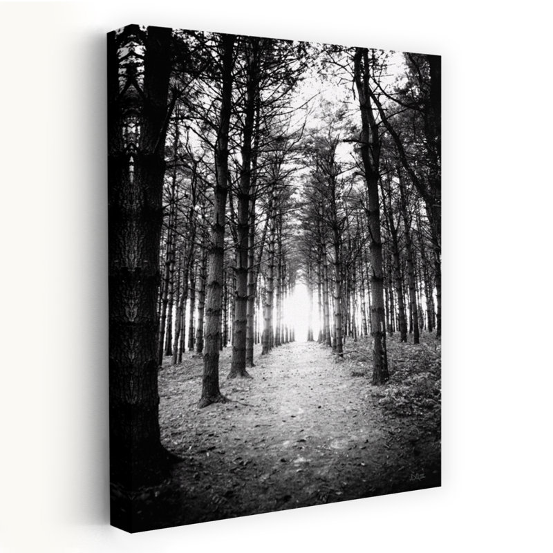 Coucher de soleil sur les pins - Photographie contemporaine, paysage, forêt, H 24 po x l 16 po