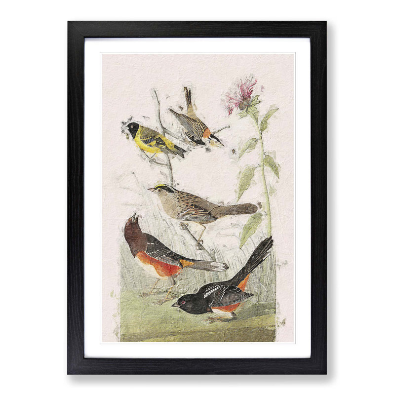 A Selection of Birds by John Audubon - Picture Frame Painting Print on Paper, Black Framed, 33cm H x 24cm W x 2cm D