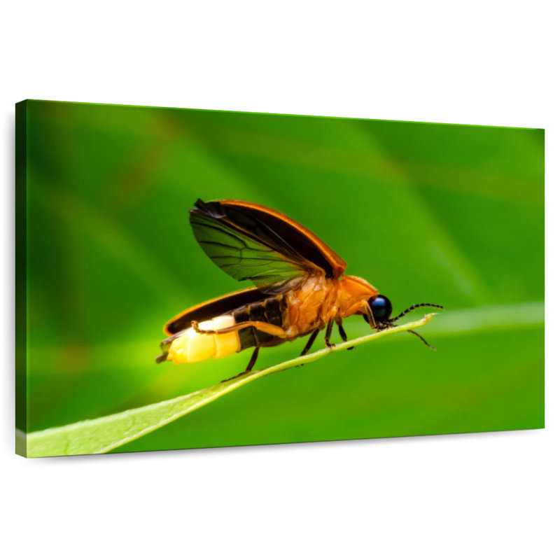 Brampt Firefly, 32" H x 48" W