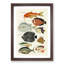 East Indies Fish Illustrations Fol. 5 hh by Louis Renard - Picture Frame Graphic Art Print-55537144-55537146