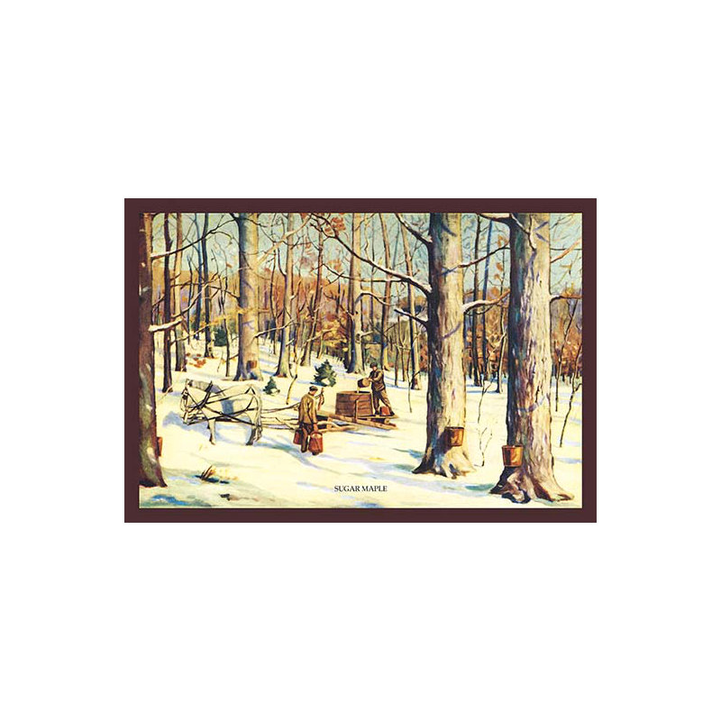 Érable de sucre, reproduction d’art