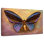 Brampt Purple Butterfly