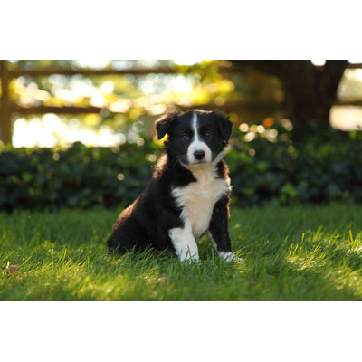 Border Collie Puppy Sitting In Grass by JLSnader - Wrapped Canvas Print