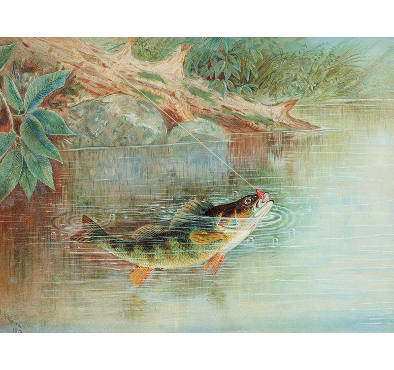 «Loon Peak® Kilbourne, Samuel», reproduction d'art sur toile tendue: Yellow Perch, H 15 po x l 18 po