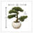 4" Bonsai Tree in Pot