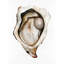 Oyster 2-2118161237-2118161239