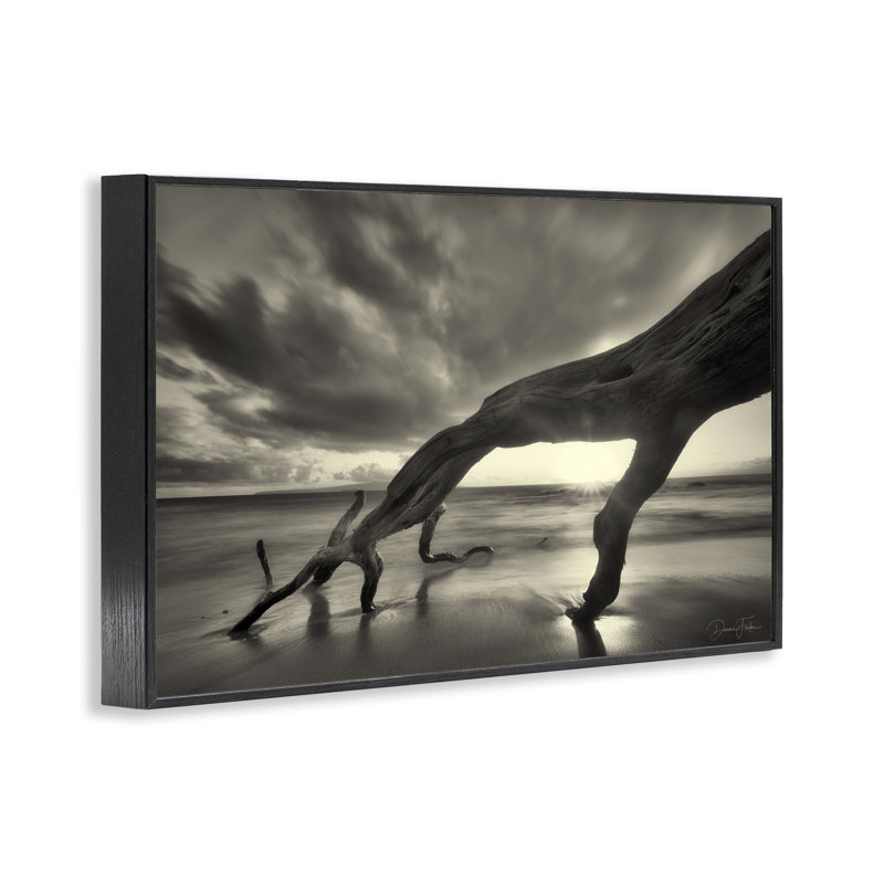 Tronc d'arbre sur la côte, estampe numérique encadrée par Dennis Frates, Giclée encadrée noir minuit, H 12 po x l 18 po