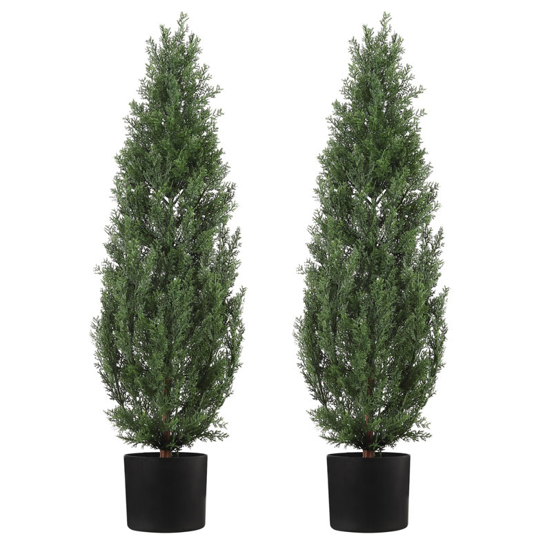25.5cm Plant