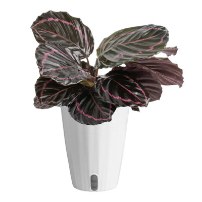 Calathea ''Dottie'' in Ceramic Planter