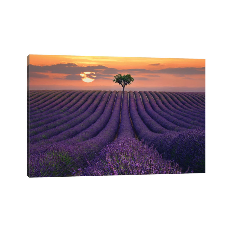 For The Love Of Lavender by Lee Sie - Wrapped Canvas Print, 20.32 cm H x 30.48 cm W