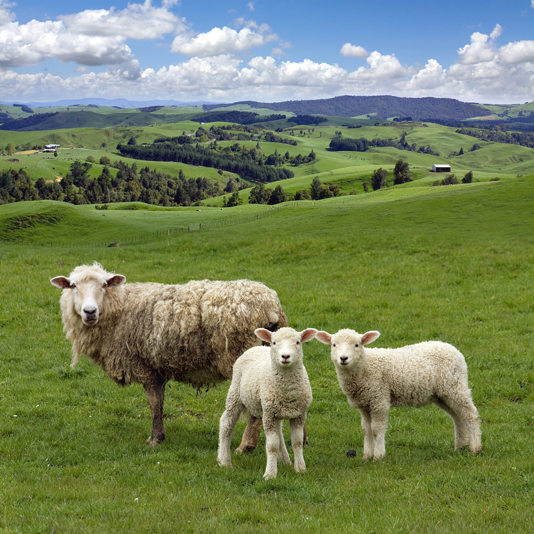Sheep And Lambs by Natmint - Wrapped Canvas Print