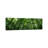 Low Angle View Of Beech Trees, Baden-Wurttemberg, Germany #2 - Wrapped Canvas Panoramic Print-1210128124