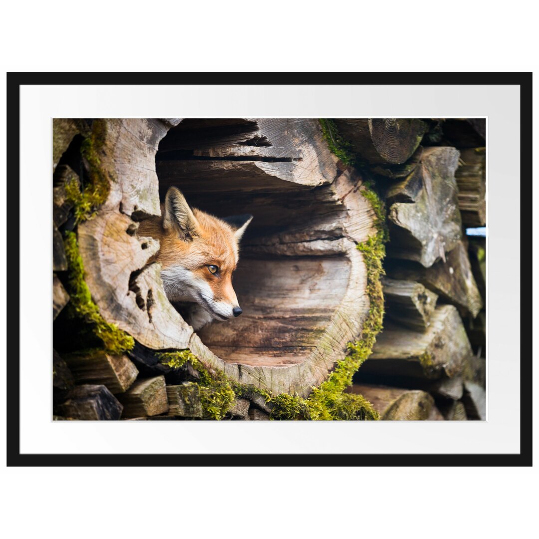 Gerahmtes Poster Fuchs im Baumstamm