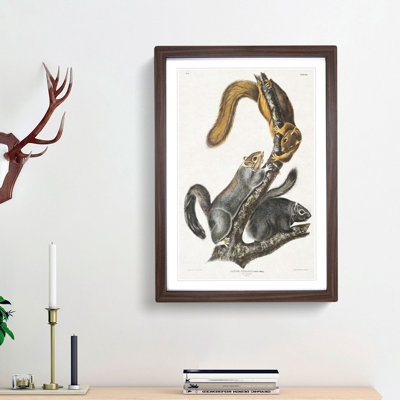 Cat Squirrels by J.W. Audubon - Picture Frame Graphic Art Print