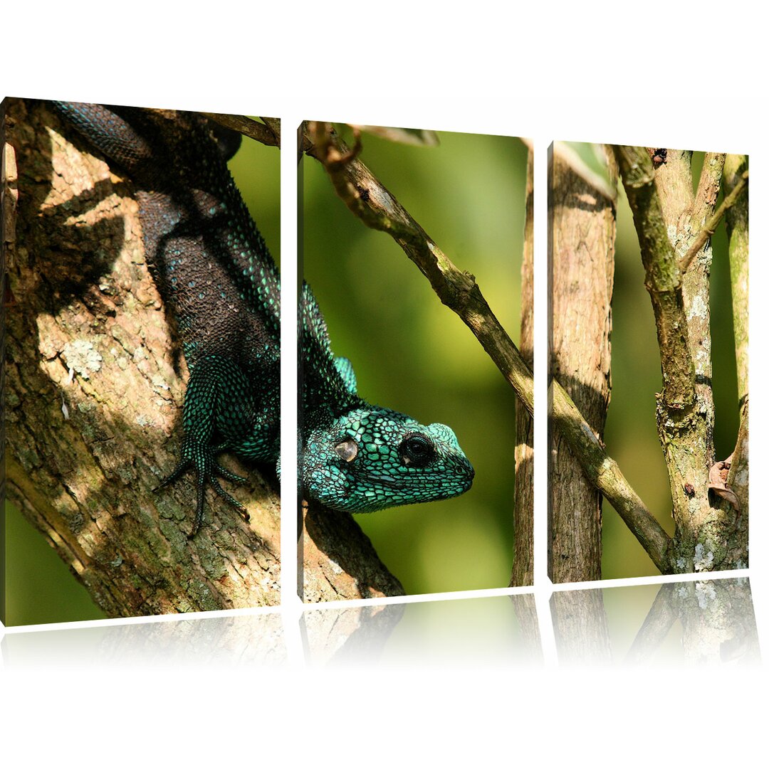 3-tlg. Leinwandbilder-Set „Prächtiger Agama auf Baumast“, Fotodruck