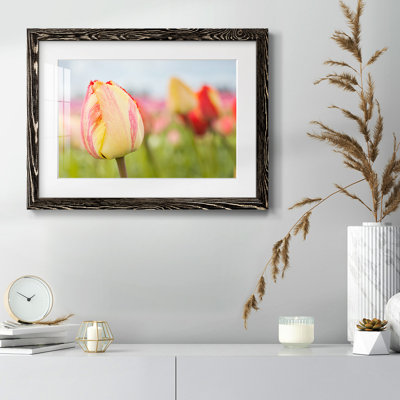 " Spring Sherbet "