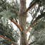 4' Cedar Tree