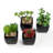 Faux Succulent Plant in Ceramic Pot