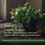 65 cm H Faux Plant