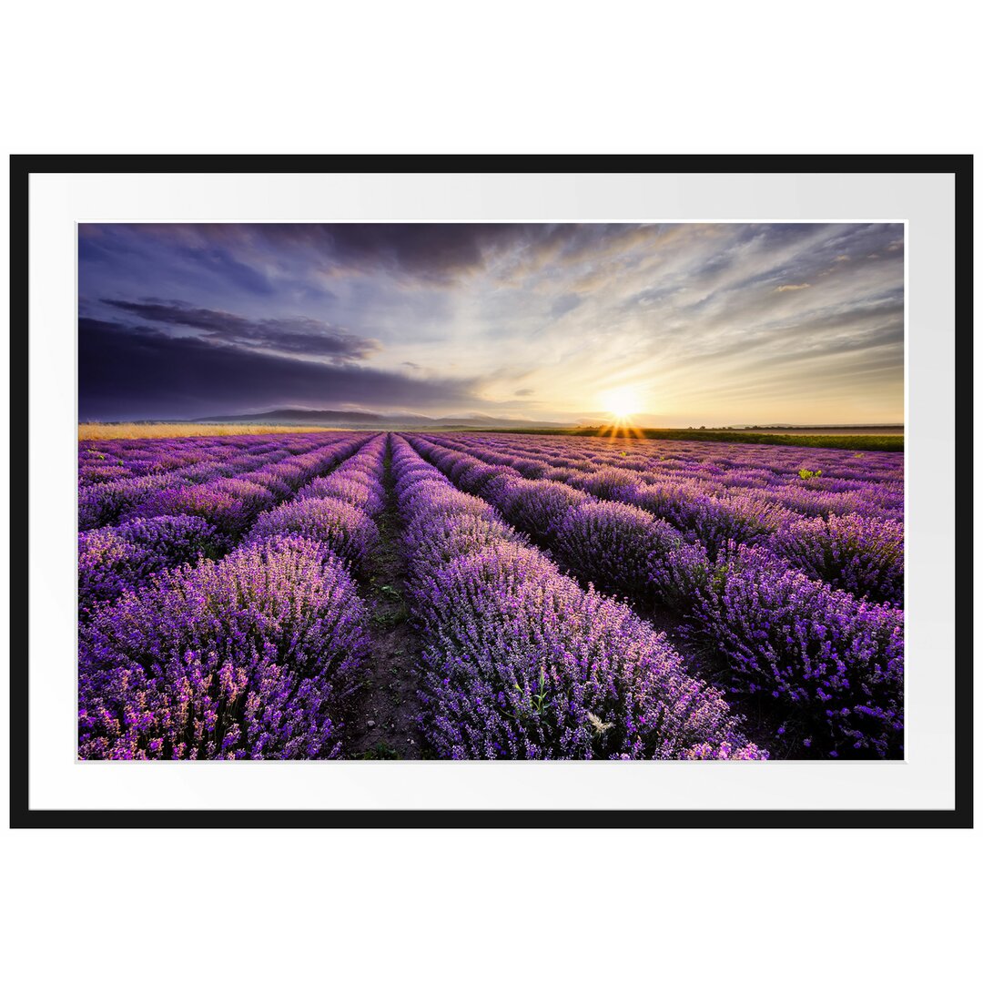 Gerahmtes Poster Traumhafte Lavendel Provence