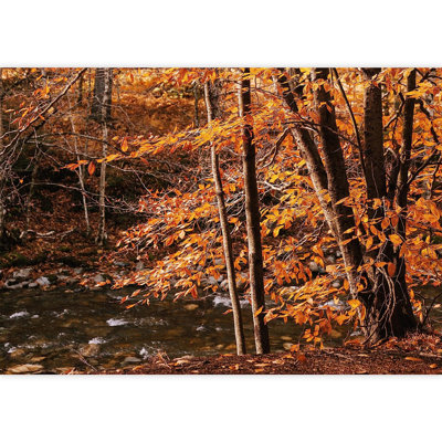 Vibrant Orange Autumn Trees