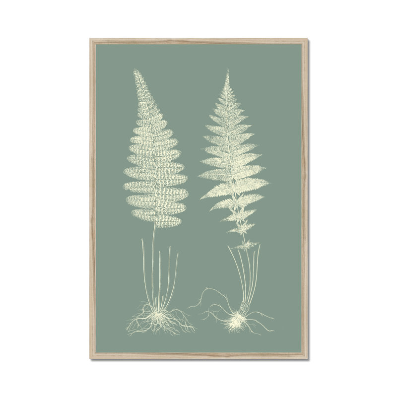 Ferns On Sage VI by Vision Studio - Painting, Natural Wood Framed Paper Print, 50cm H x 34cm W