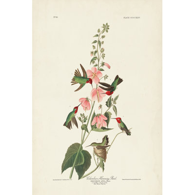 PL 425 colibri colombien