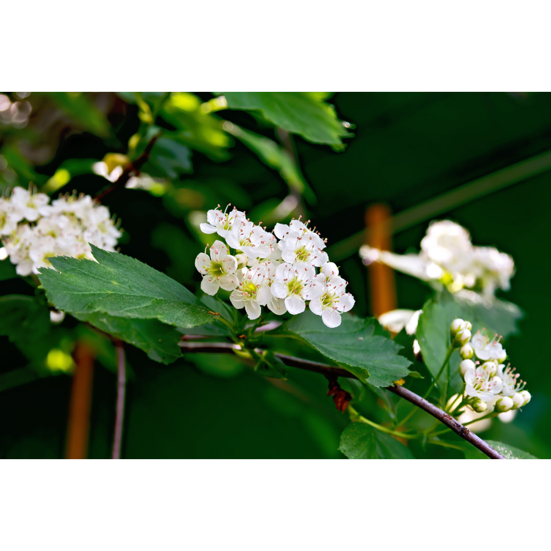 Leinwandbild Hawthorn Flowers