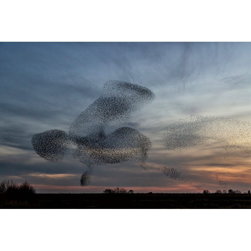 Starling Murmuration - Photographie sur toile tendue, H 8 po x l 12 po