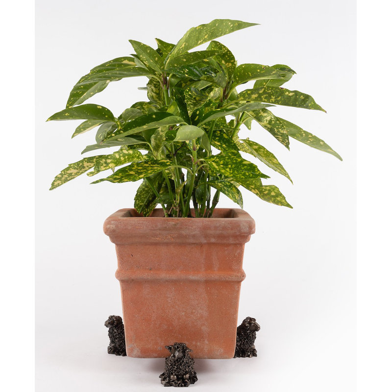 Pieds de jardinière couleur mouton en bronze dans une boîte cadeau