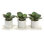 Faux Succulent Plant in Pot