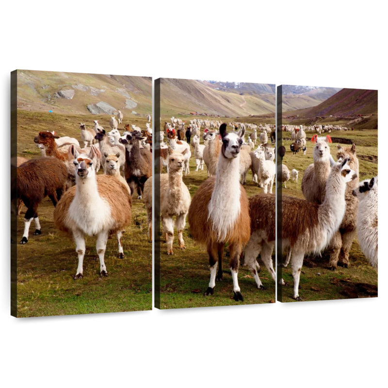 Brampt Llamas And Alpacas, 28" H x 45" W