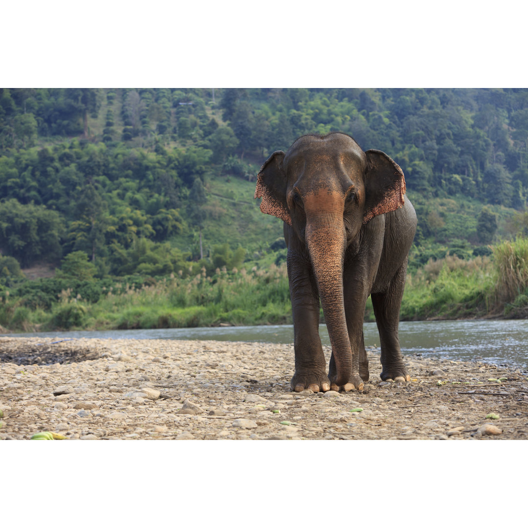 Elefant stehend am Fluss von JMWScout - Kunstdrucke auf Leinwand ohne Rahmen