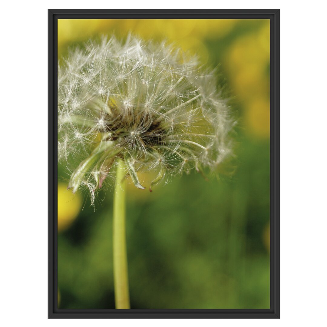 Gerahmtes Wandbild Pusteblume auf Wiese