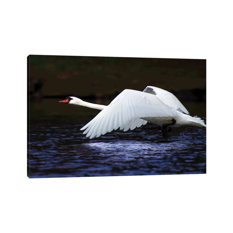 Blue Flight by David Gardiner - Wrapped Canvas Print, Wrapped Canvas, 66.04 cm H x 45.72 cm W x 3.175 cm D