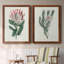 Protea N13 - Ensemble de 2 peintures sur toiles encadrées-2116893549-2116893550