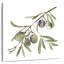 Branche d'olive fraîche Harnek I-109226990