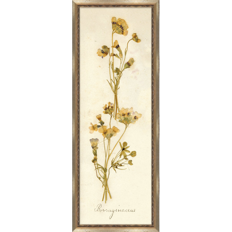 Napa Valley 1872 Herbarium X Print