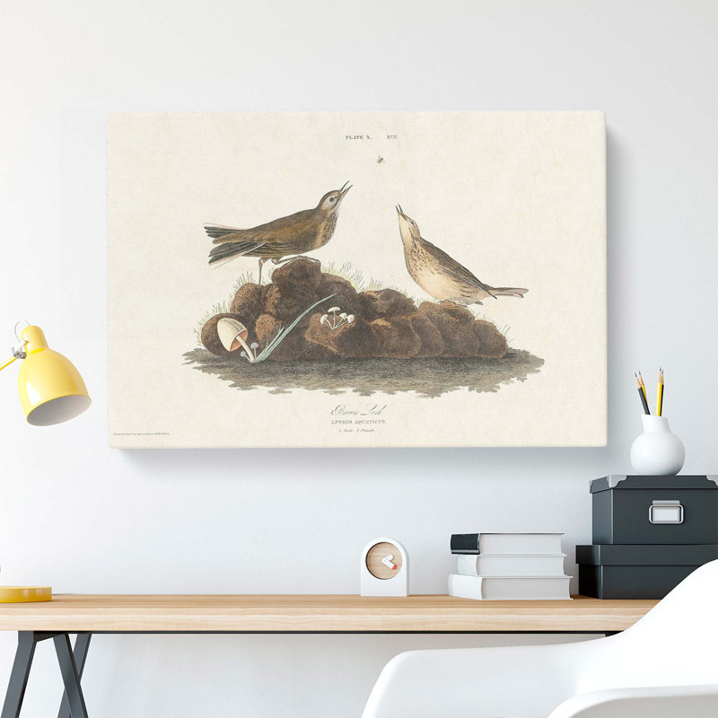 Brown Larks by John Audubon - Wrapped Canvas, 40cm H x 60cm W x 3cm D
