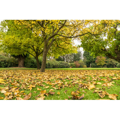Fallen Leaves - Wrapped Canvas Print