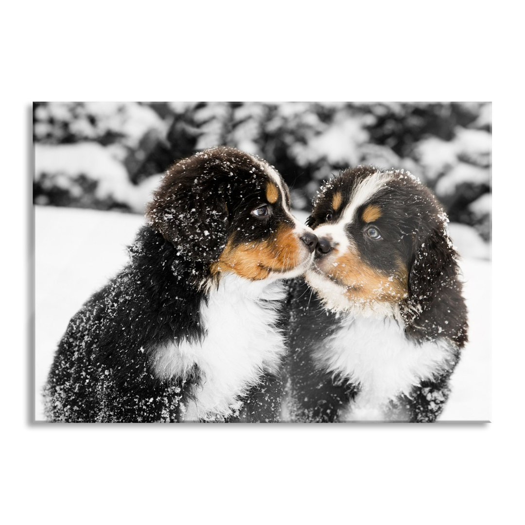 Ungerahmtes Foto auf Glas "Berner Sennenhunde im Schnee"