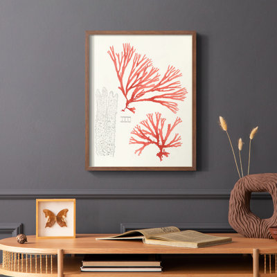 Vintage Coral Study I Framed Print - Solid Wood
