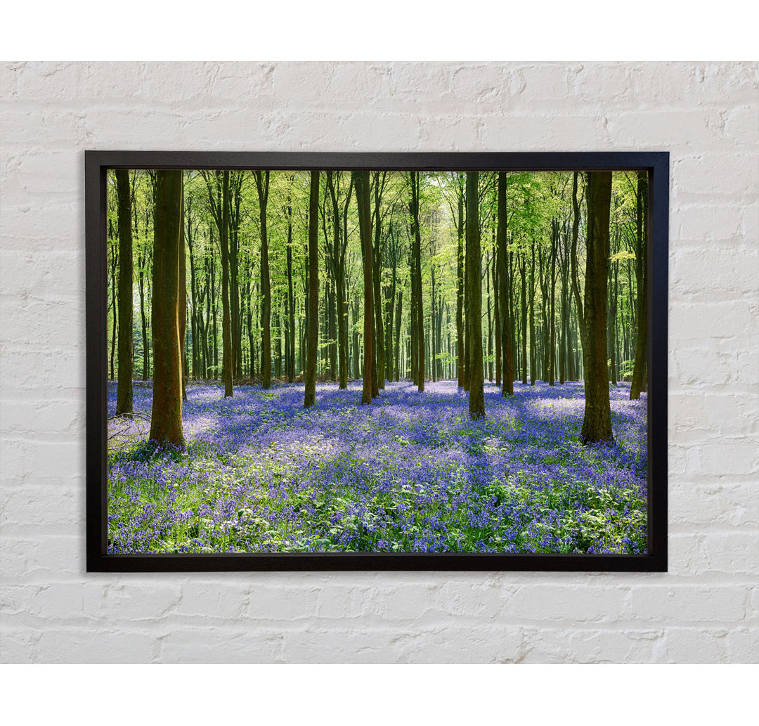 Mystical Bluebell Woodland - Einzelner Bilderrahmen Kunstdrucke auf Leinwand