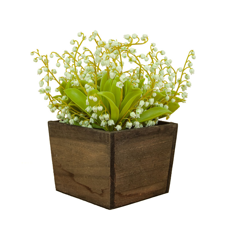 Muguet dans une boîte en bois, Vert
