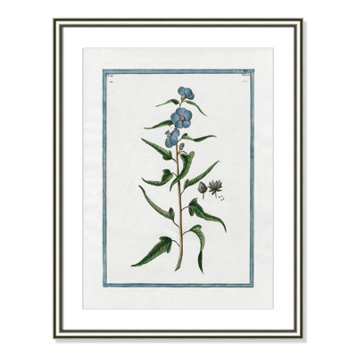 Colombe "Shabby Elegance Botanical I" Print