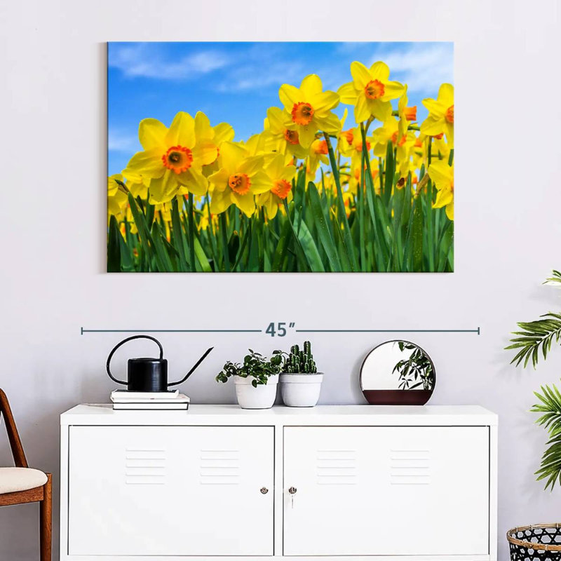 Dutch Master Daffodils, 26" H x 39" W