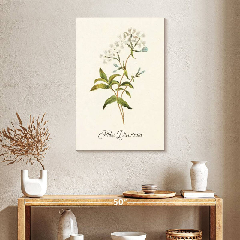Phlox Divaricata, 36" H x 24" W