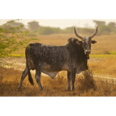 Zebu Senegal by Herve06 - Wrapped Canvas Print