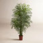 90" Areca Palm Tree in Planter